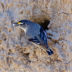 Pardalotus striatus at Chakola, NSW - 7 Nov 2015 02:02 PM