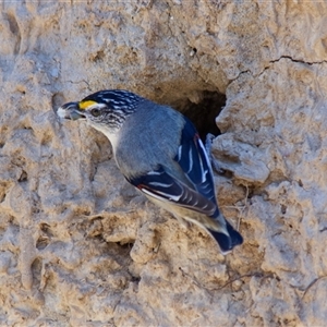 Pardalotus striatus at Chakola, NSW - 7 Nov 2015 02:02 PM