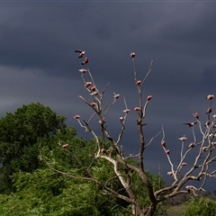 Eolophus roseicapilla (Galah) at Chakola, NSW - 7 Nov 2015 by AlisonMilton