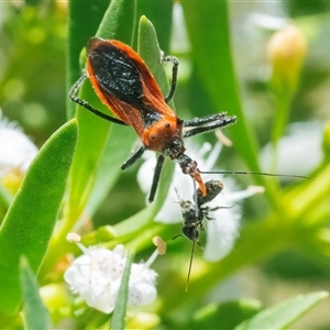 Gminatus australis at Googong, NSW - 29 Dec 2024