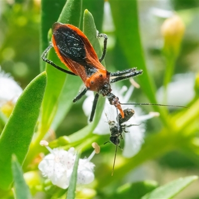 Gminatus australis (Orange assassin bug) at Googong, NSW - 29 Dec 2024 by WHall