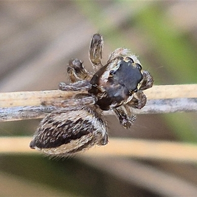 Maratus scutulatus (A jumping spider) at Bungendore, NSW - 1 Dec 2024 by clarehoneydove