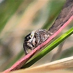 Maratus scutulatus at Bungendore, NSW - 1 Dec 2024