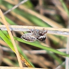 Maratus scutulatus at Bungendore, NSW - 1 Dec 2024