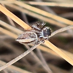 Maratus scutulatus at Bungendore, NSW - 1 Dec 2024