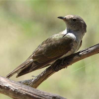 Chrysococcyx lucidus (Shining Bronze-Cuckoo) at Kambah, ACT - 30 Dec 2024 by LineMarie