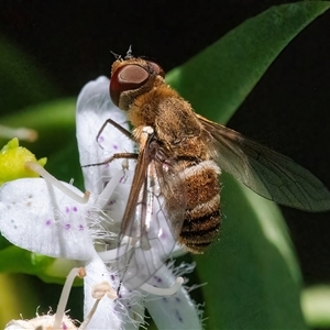 Villa sp. (genus) at Googong, NSW - 29 Dec 2024