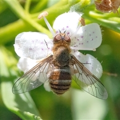 Villa sp. (genus) at Googong, NSW - 29 Dec 2024