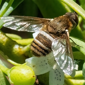 Villa sp. (genus) at Googong, NSW - 29 Dec 2024