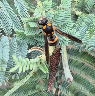 Paralastor sp. (genus) (Potter Wasp) at Bungendore, NSW - 1 Dec 2024 by clarehoneydove