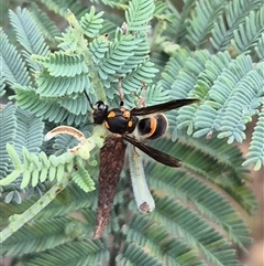 Paralastor sp. (genus) at Bungendore, NSW - 1 Dec 2024