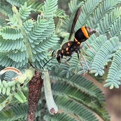 Paralastor sp. (genus) at Bungendore, NSW - suppressed