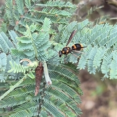 Paralastor sp. (genus) at Bungendore, NSW - 1 Dec 2024