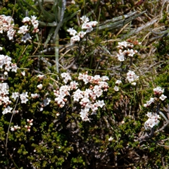 Epacris (genus) (Heath) at Thredbo, NSW - 28 Dec 2024 by regeraghty