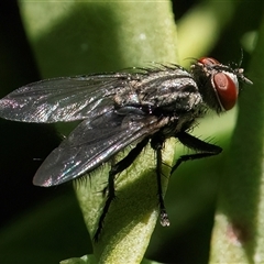 Unidentified True fly (Diptera) at Googong, NSW - 28 Dec 2024 by WHall