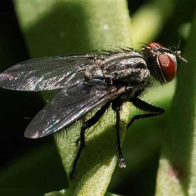 Unidentified True fly (Diptera) at Googong, NSW - 29 Dec 2024 by WHall