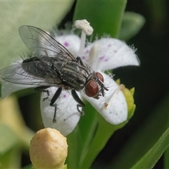 Sarcophagidae (family) at Googong, NSW - 29 Dec 2024 08:38 AM