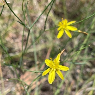 Tricoryne elatior (Yellow Rush Lily) at Kambah, ACT - 30 Dec 2024 by LineMarie