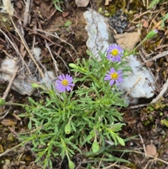 Vittadinia muelleri (Narrow-leafed New Holland Daisy) at Bungendore, NSW - 1 Dec 2024 by clarehoneydove