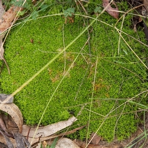 Scleranthus biflorus at Chakola, NSW - 7 Nov 2015