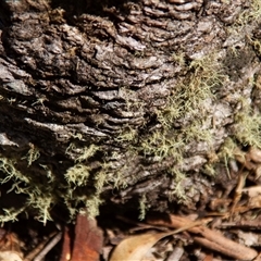 Usnea sp. (genus) (Bearded lichen) at Chakola, NSW - 6 Nov 2015 by AlisonMilton