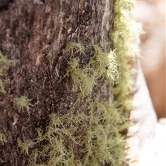 Usnea sp. (genus) (Bearded lichen) at Chakola, NSW - 6 Nov 2015 by AlisonMilton