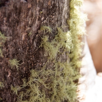 Usnea sp. (genus) (Bearded lichen) at Chakola, NSW - 7 Nov 2015 by AlisonMilton