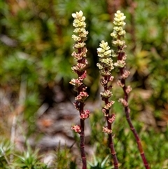 Dracophyllum continentis (Candle Heath) at Thredbo, NSW - 28 Dec 2024 by regeraghty