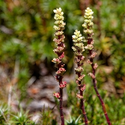 Dracophyllum continentis (Candle Heath) at Thredbo, NSW - 28 Dec 2024 by regeraghty