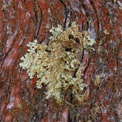 Unidentified Lichen at Chakola, NSW - 7 Nov 2015 by AlisonMilton