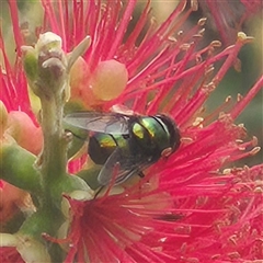 Calliphoridae (family) (Unidentified blowfly) at Bungendore, NSW - 1 Dec 2024 by clarehoneydove