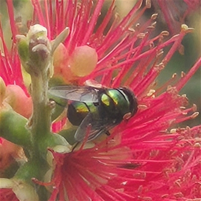 Calliphoridae (family) (Unidentified blowfly) at Bungendore, NSW - 1 Dec 2024 by clarehoneydove