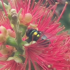 Calliphoridae (family) at Bungendore, NSW - suppressed