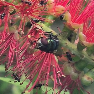 Calliphoridae (family) at Bungendore, NSW - suppressed