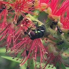 Calliphoridae (family) at Bungendore, NSW - suppressed