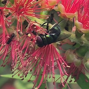 Calliphoridae (family) at Bungendore, NSW - suppressed