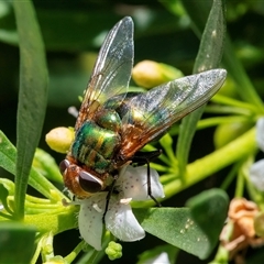 Rutilia (Chrysorutilia) sp. (genus & subgenus) (A Bristle Fly) at Googong, NSW - 29 Dec 2024 by WHall