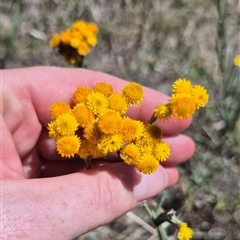 Chrysocephalum apiculatum (Common Everlasting) at Bungendore, NSW - 2 Dec 2024 by clarehoneydove