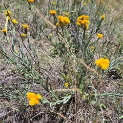 Chrysocephalum apiculatum at Bungendore, NSW - 2 Dec 2024 12:41 PM