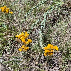 Chrysocephalum apiculatum at Bungendore, NSW - 2 Dec 2024 12:41 PM