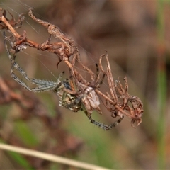 Unverified Orb-weaving spider (several families) at Chakola, NSW - 7 Nov 2015 by AlisonMilton