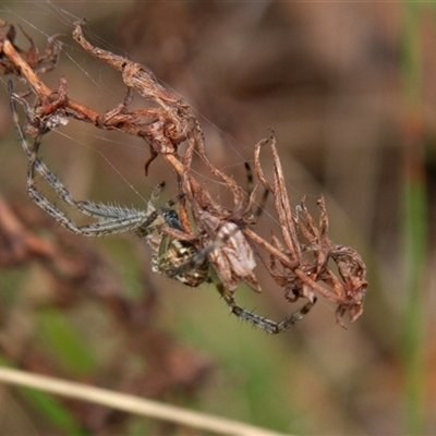 Unidentified Orb-weaving spider (several families) at Chakola, NSW - 7 Nov 2015 by AlisonMilton