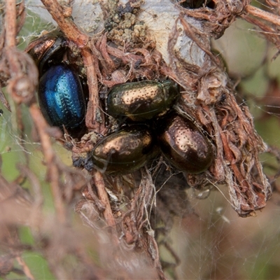 Chrysolina quadrigemina (Greater St Johns Wort beetle) at Chakola, NSW - 7 Nov 2015 by AlisonMilton