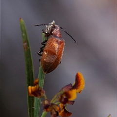 Ecnolagria grandis (Honeybrown beetle) at Chakola, NSW - 7 Nov 2015 by AlisonMilton