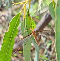 Leptotarsus (Leptotarsus) sp.(genus) (A Crane Fly) at Bungendore, NSW - 2 Dec 2024 by clarehoneydove