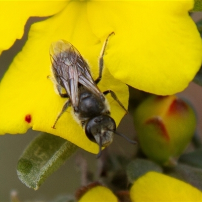 Lasioglossum (Chilalictus) lanarium (Halictid bee) at Chakola, NSW - 7 Nov 2015 by AlisonMilton