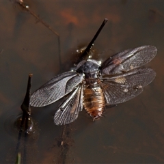 Laxta granicollis at Chakola, NSW - 6 Nov 2015 by AlisonMilton