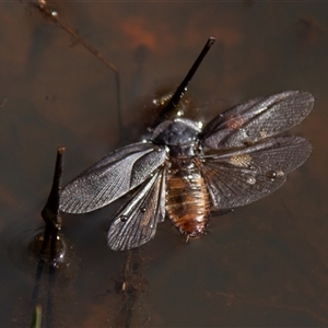 Laxta granicollis at Chakola, NSW - 7 Nov 2015 10:11 AM