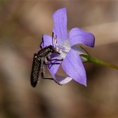 Eleale simplex (Clerid beetle) at Chakola, NSW - 7 Nov 2015 by AlisonMilton