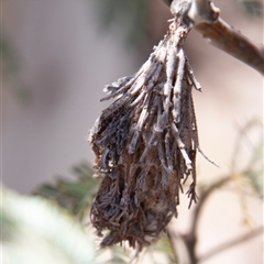 Psychidae (family) IMMATURE (Unidentified case moth or bagworm) at Chakola, NSW - 7 Nov 2015 by AlisonMilton